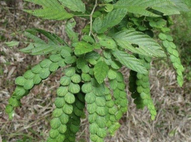 叶子似铜钱，又似蜈蚣，人称“摇钱树”，若在山上遇见，就是福气