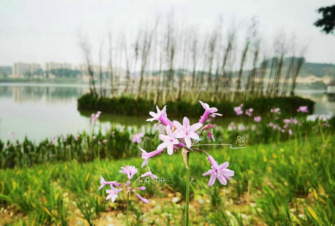 广州增城一日游必去景点推荐,广州增城旅游攻略必去景点