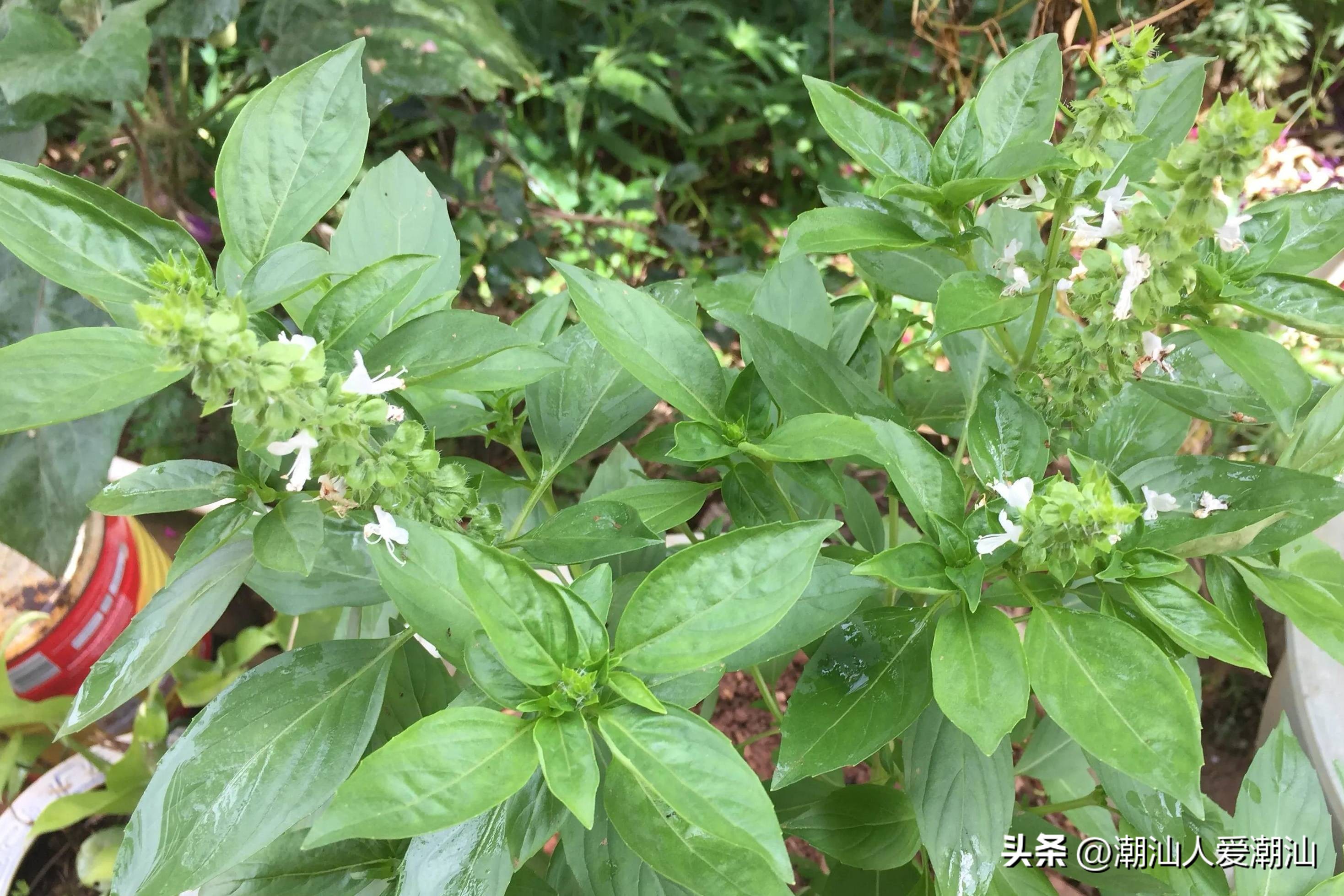 潮汕海鲜薄壳肉,潮汕各式海鲜海鲨