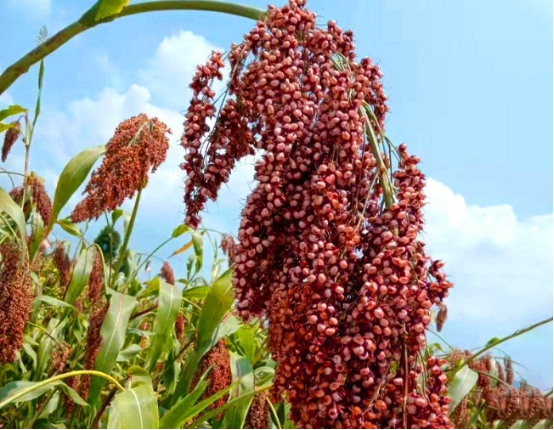 买的纯粮食散酒为什么不好喝,为什么买的散酒便宜喝着还舒服