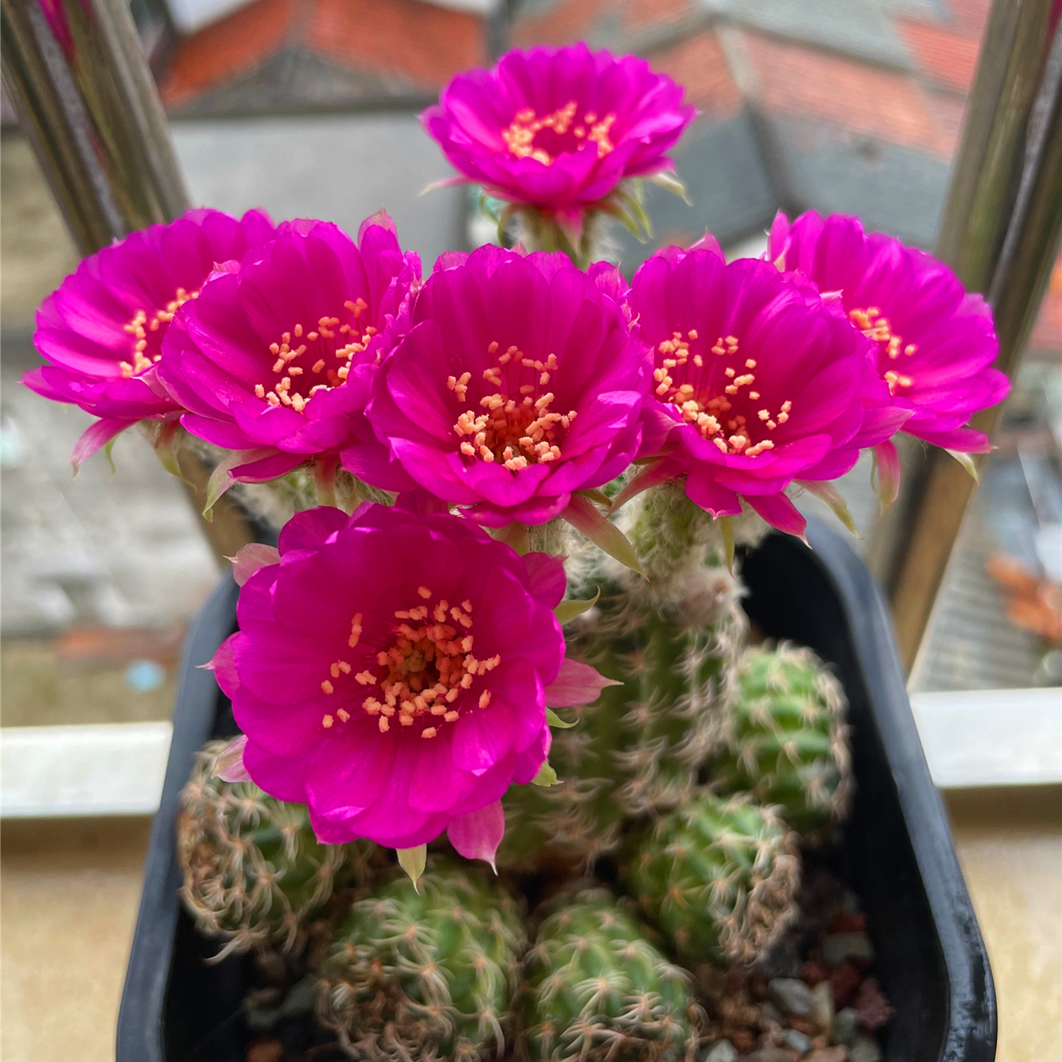 喜欢养仙人球，就选“阳春丸”，颜值高，好打理，每年开花好多次