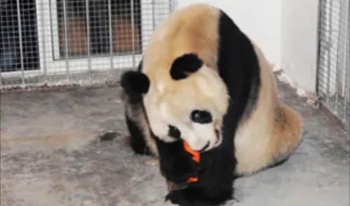 熊猫界几大家族,熊猫的种类有多少种