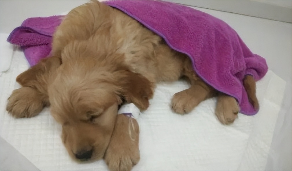 狗狗间断性弓背发抖尖叫行动缓慢,狗狗弓背发抖后腿无力怎么治疗