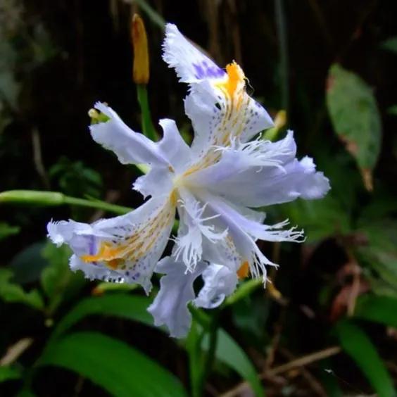 罕见漂亮的鲜花,全球最漂亮的鲜花