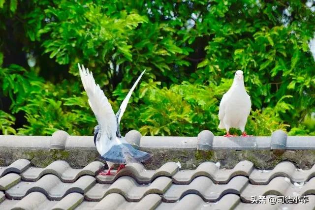 走进鸽子的世界：性别决定一切