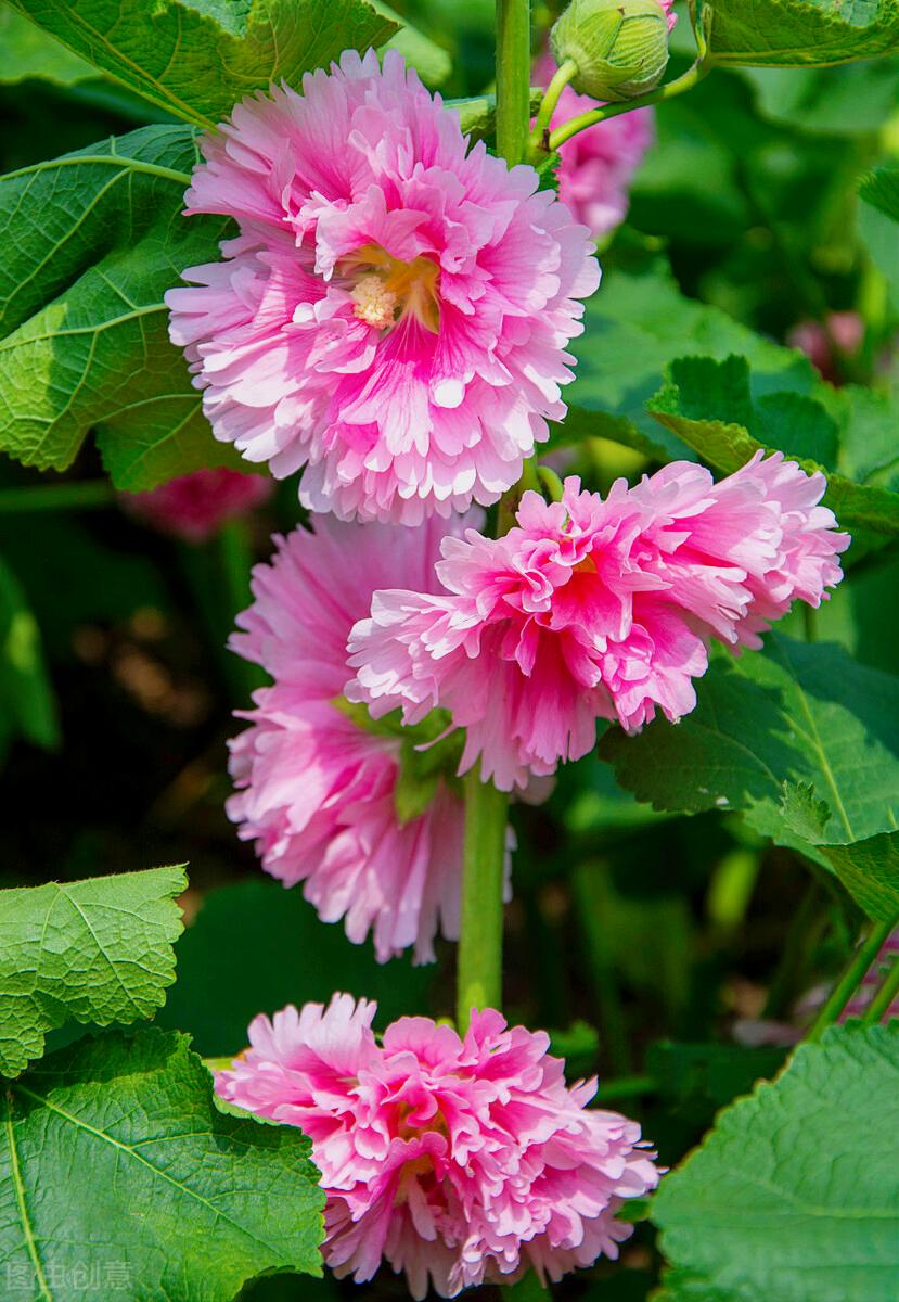 一花一世界,一花一叶送祝福,有花陪伴最幸福;有叶牵挂更美好