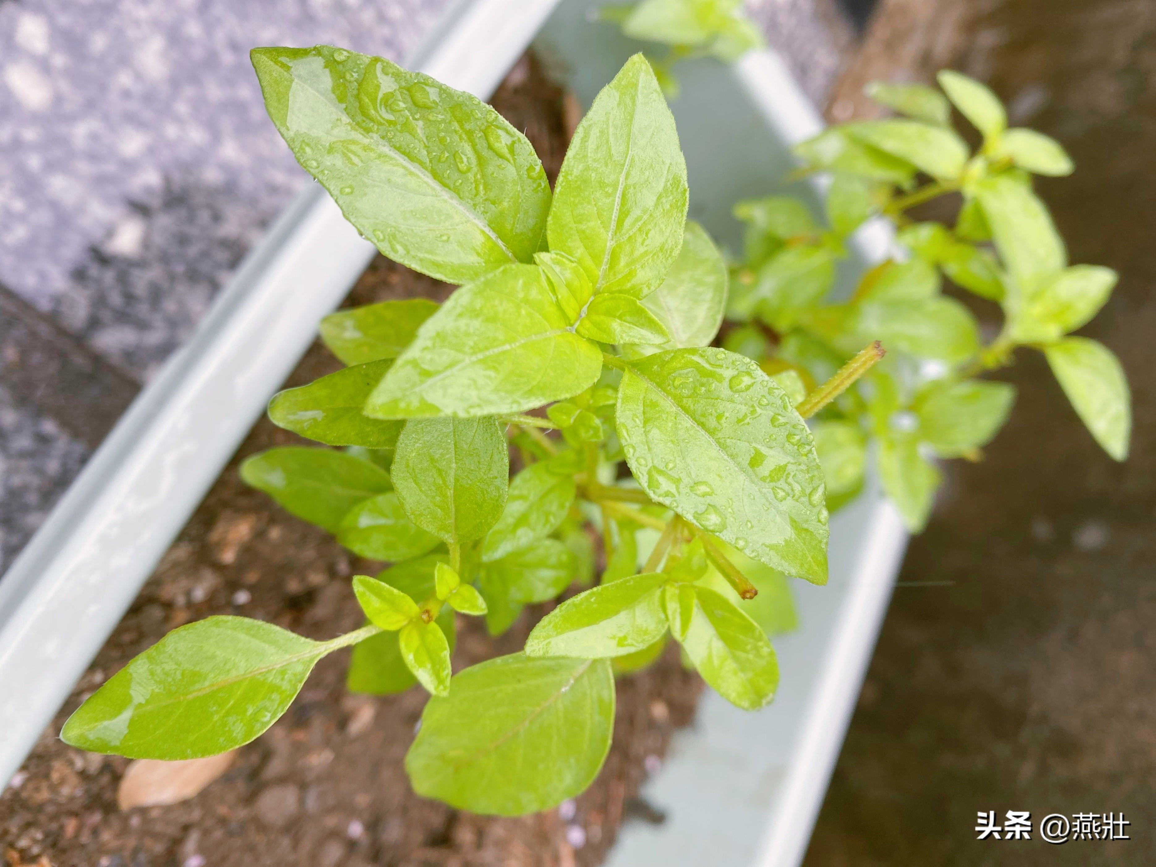 当我想念故乡的时候,当我想起遥远故乡