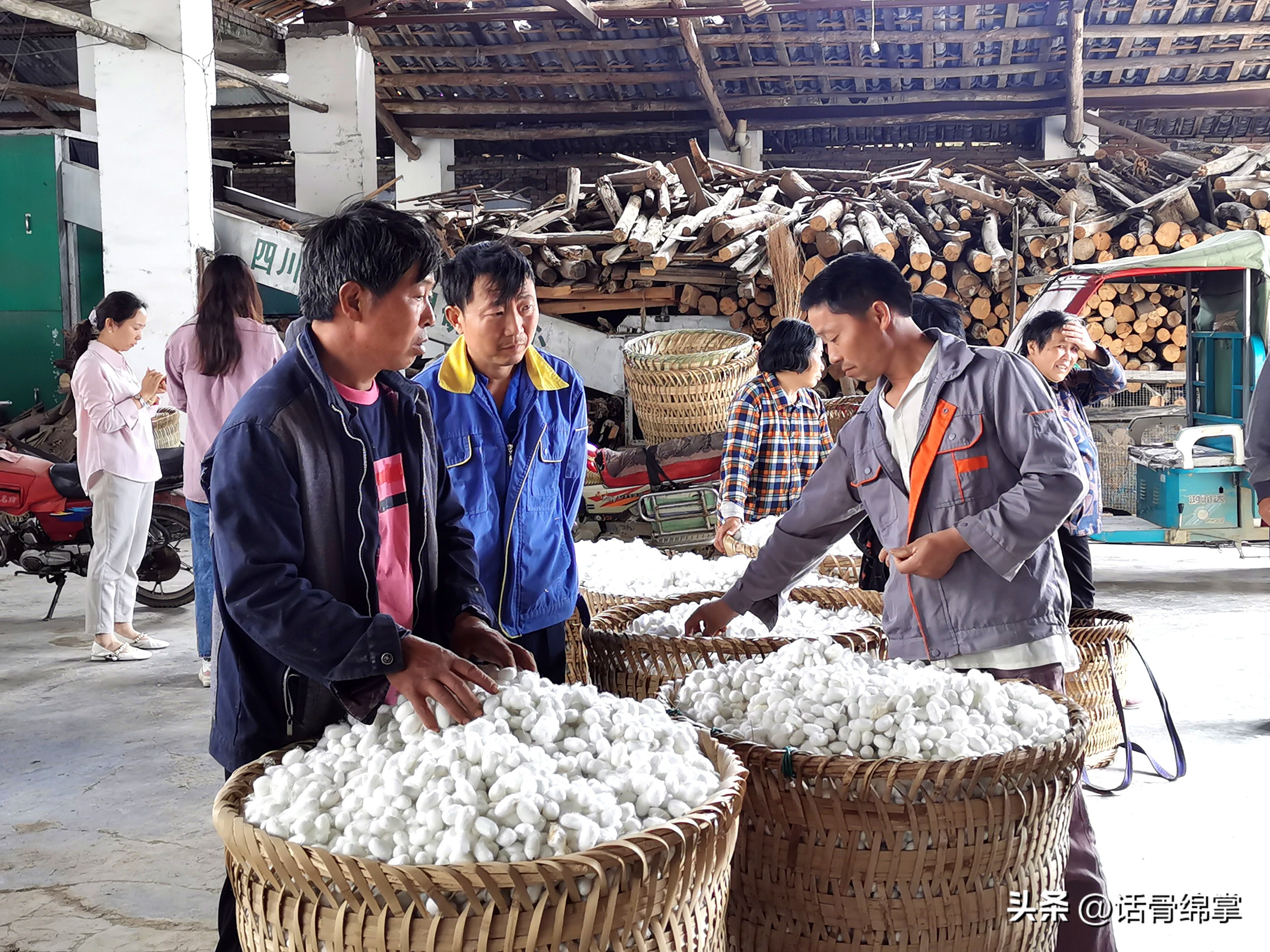 小春蚕结出“致富茧”蚕农增收有“丝”路