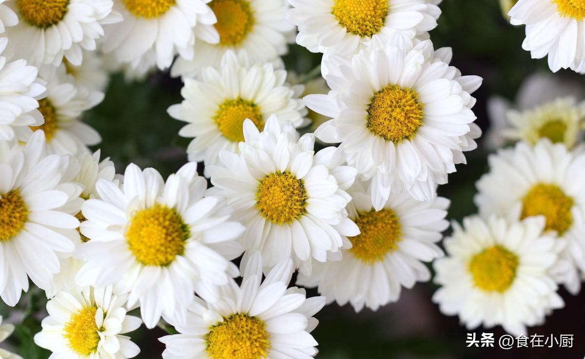 年龄大的喝菊花茶,年龄大了不宜喝咖啡吗