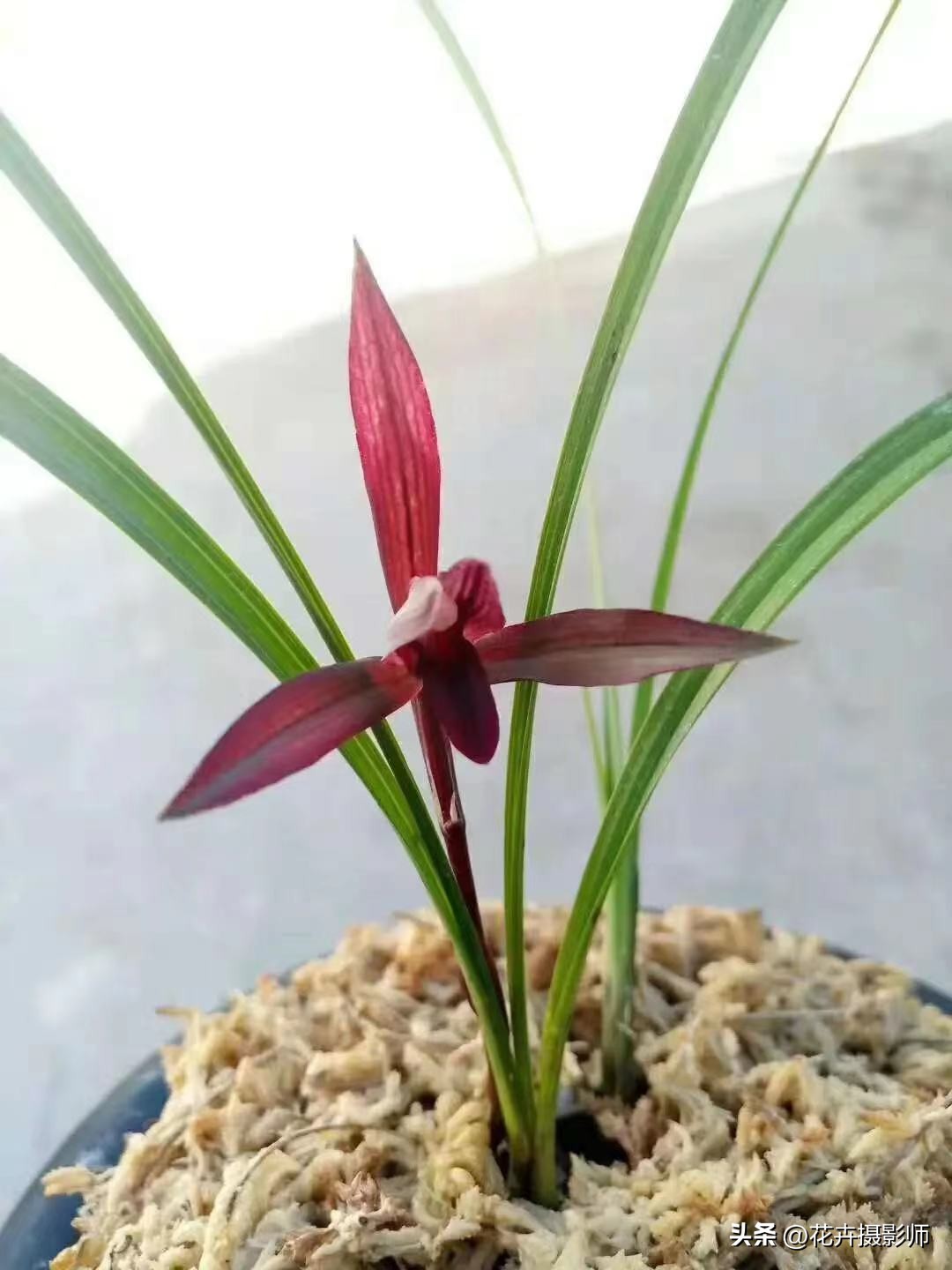 它是云南“草王”，也是高雅的象征，随便一开，就价值千金