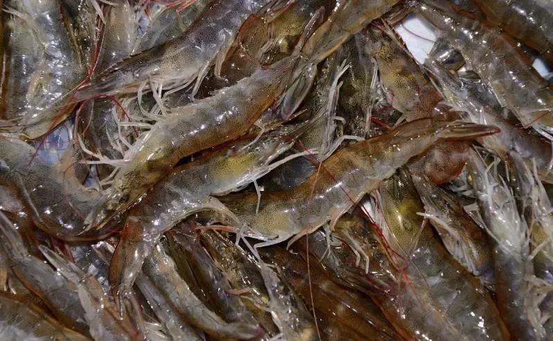 基围虾怎么养殖要放药吗,农村养鸡投资大概要多少钱