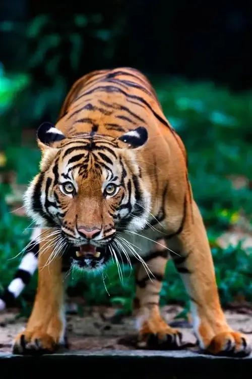 戏说老虎图文杂汇