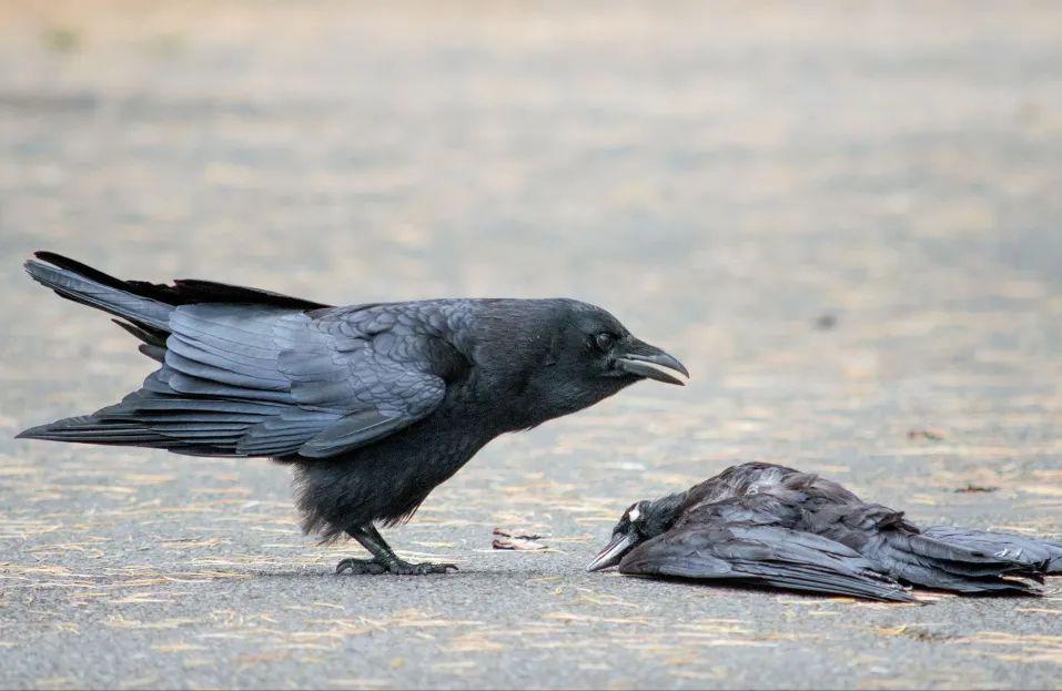 悼念亲人离世一年的话,悼念逝世亲人的话语