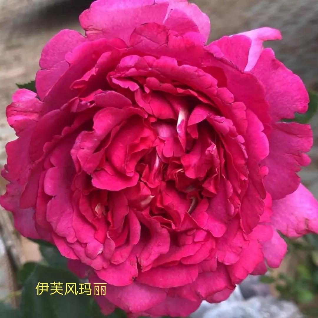 花店卖的切花月季品种,切花月季冬季修剪方法