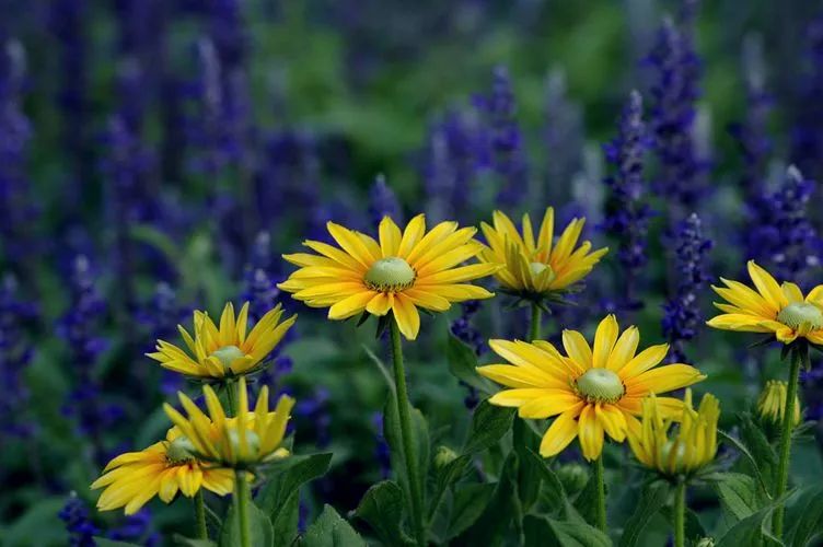 参观国家植物园收获与感悟,参观秦岭国家植物园