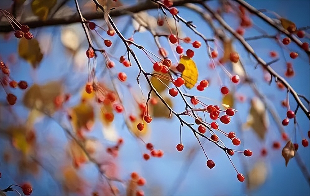 适合秋日的文案,适合秋日的古风文案