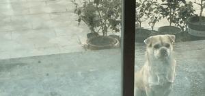 开心一刻｜有人接单吗？接一下我的孤单