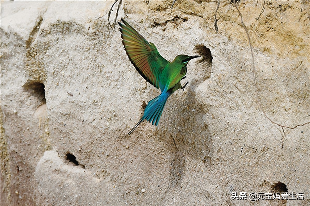 鸟窝下雨不会淋雨吗,鸟窝不能遮风挡雨为啥鸟还要搭