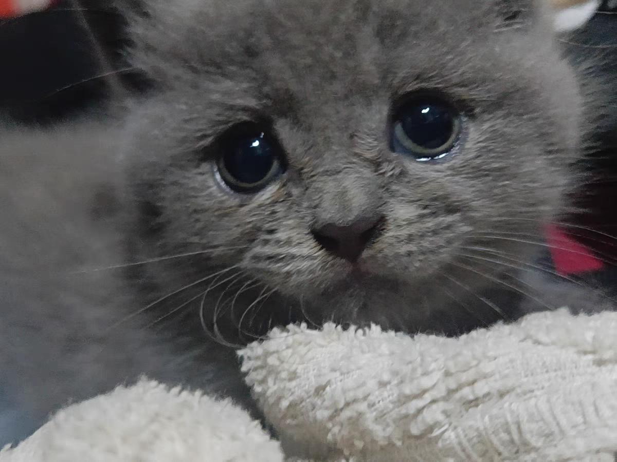 宠物医院不告诉你的驱虫药,宠物医院不告诉你的养猫小技巧