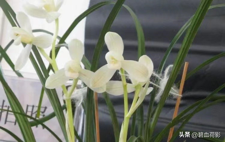 94年，男子10元购入一棵兰花，06年却卖出百万天价，兰友：有眼力