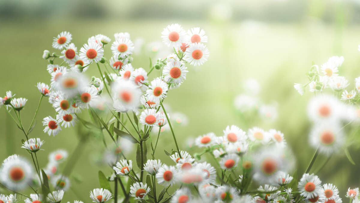 西厢记中听琴,《西厢记》昆曲听琴