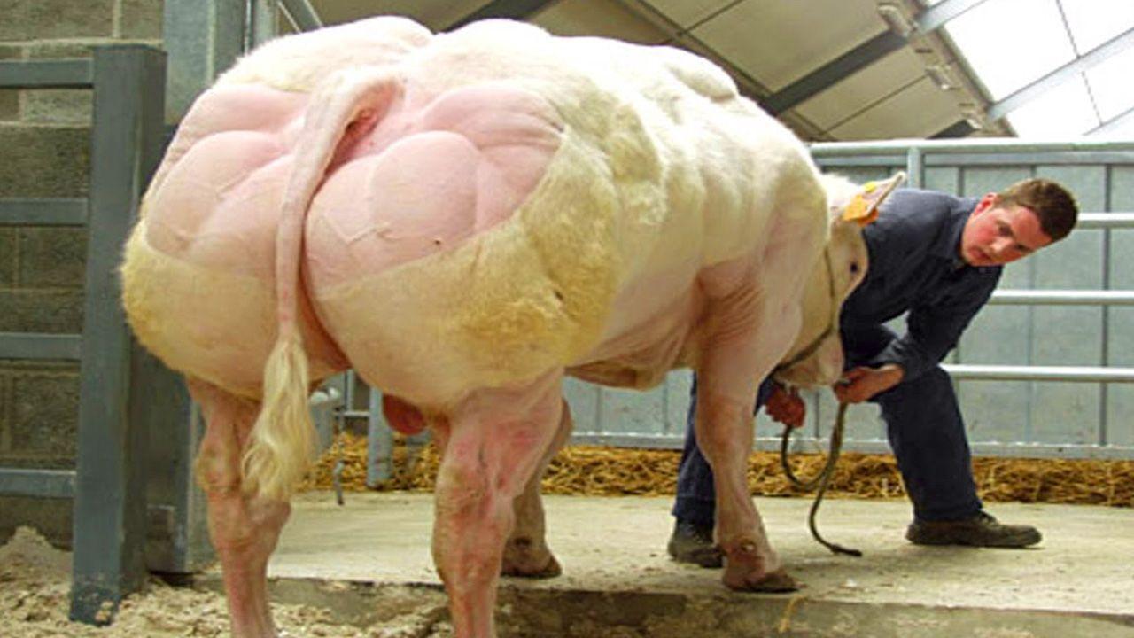 哪种品种的牛长得快出肉多,肌肉发达的牛叫什么