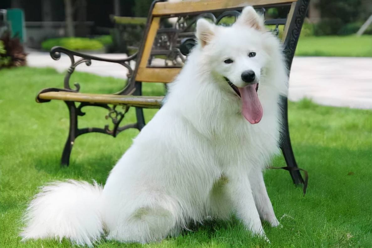 最常见的11种狗狗,比较常见的四种狗狗