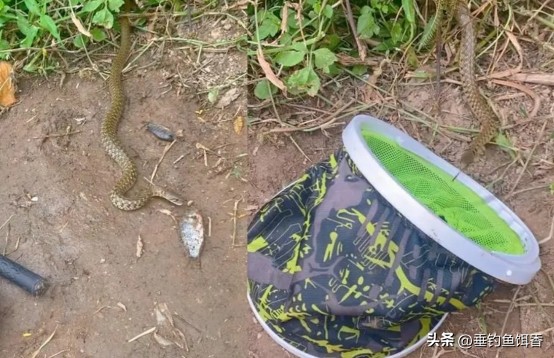 钓鱼防蛇最科学方法,资深野钓人的防蛇秘籍