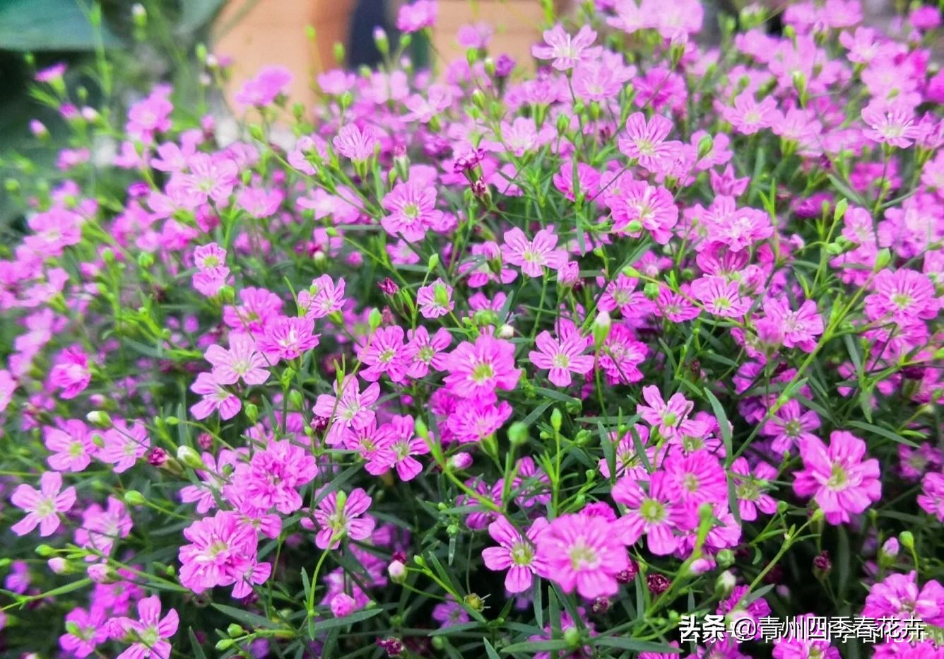 鲜花名字大全带花语,名字好听花语有内涵的花