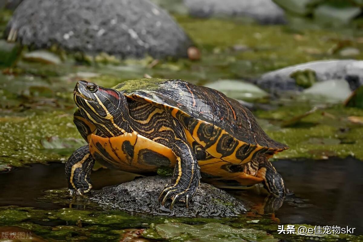 小宠物推荐便宜好养干净的品种,适合养在家里爱干净的小宠物