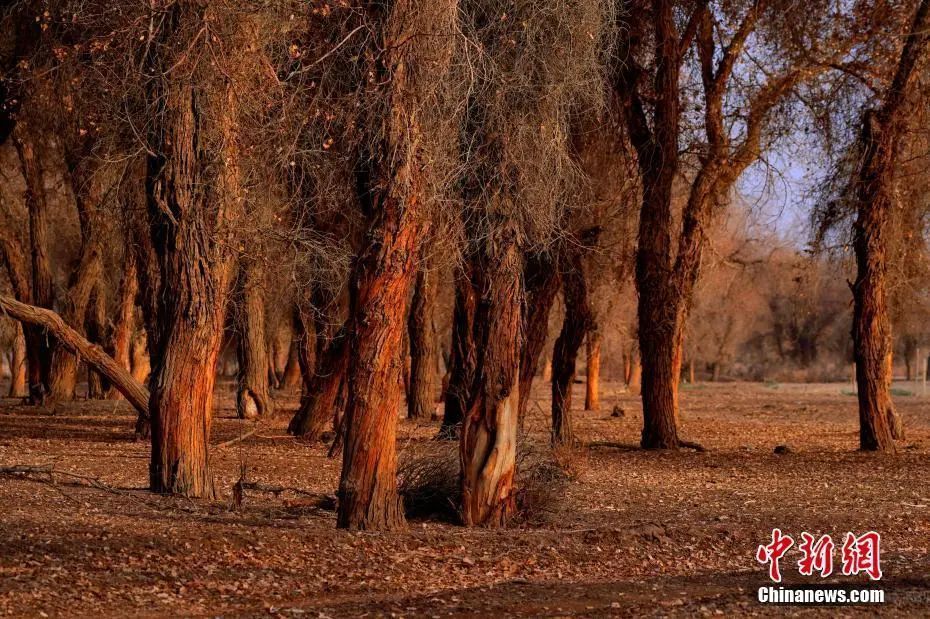 安庆市国家历史文化名城名单,西安历史文化名城保护规划