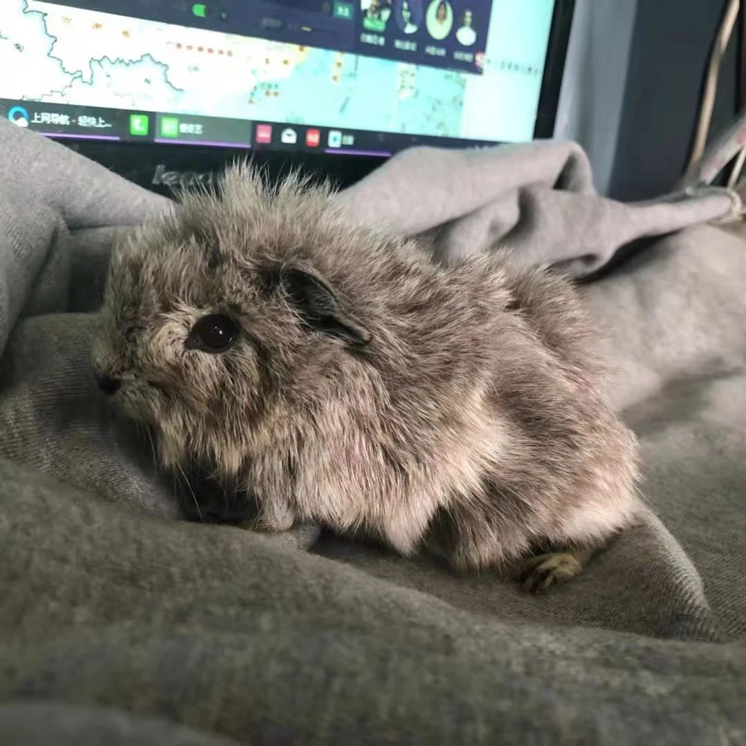 荷兰猪容易被吓着是怎么回事,荷兰猪受到惊吓后会引发心脏病吗