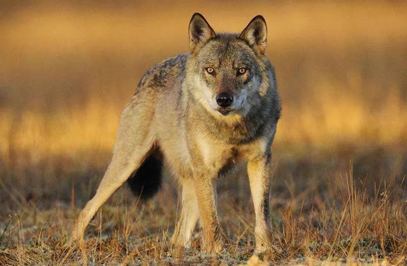 野狼跑上公路被车撞，司机花4万把狼治好，放生时，狼下跪致谢