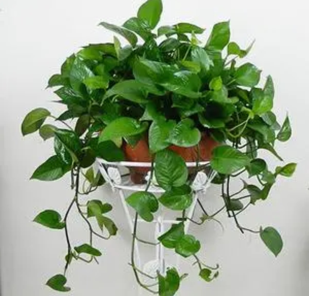 绿萝有黄叶子是什么原因造成的呢,绿萝出现黄叶有几种原因