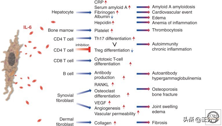 新冠病毒诱导肺泡再生,新冠病毒侵入机体引发炎症机制图