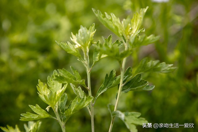 端午节时节的艾叶有什么用处,端午节用艾叶洗澡的好处