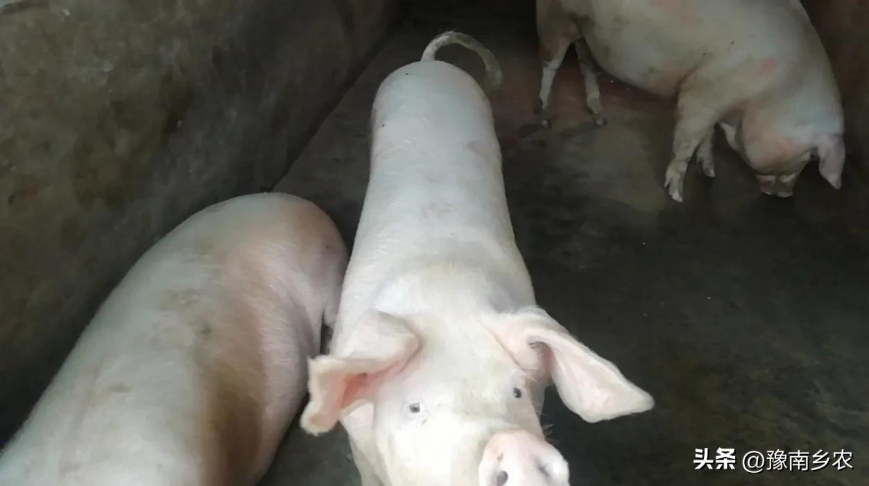 我，干过施工队长，也当过猪贩赚钱，如今卖肉依然是生意兴隆