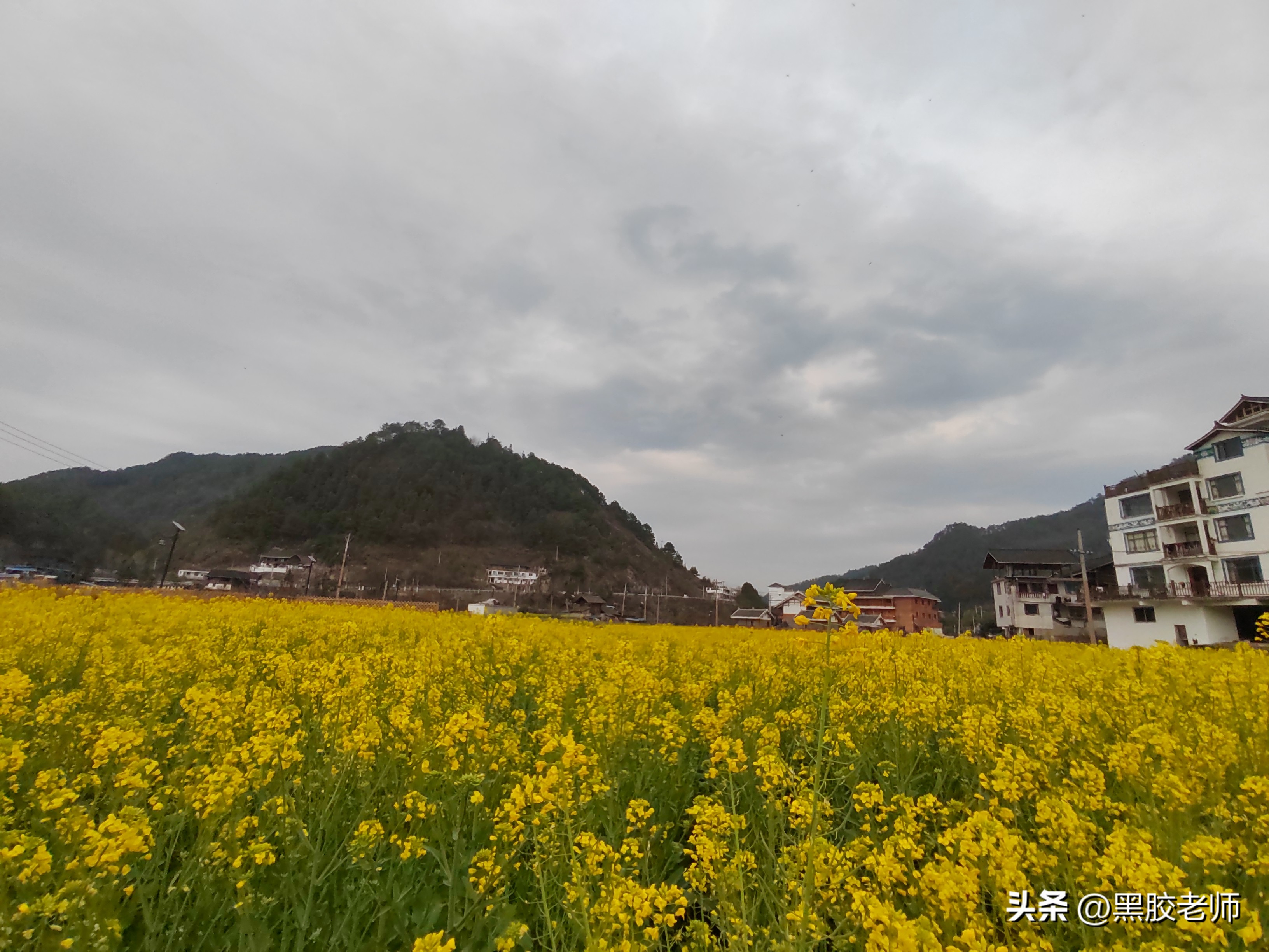 三月的花海景色,3月份哪里有花海