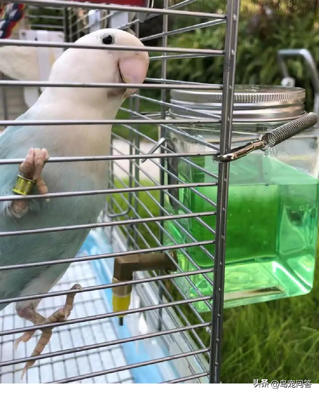 虎皮鹦鹉神仙水,鹦鹉用什么水最好