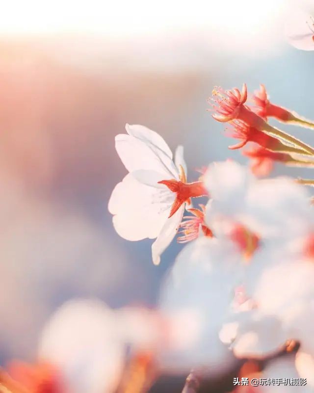 用什么可以拍出美丽花草的照片,6个技巧拍好花卉照片