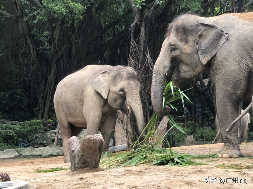 世界大象日了解亚洲象大种群,大象培育巨象