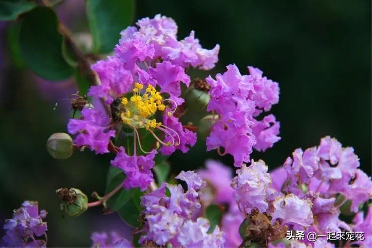 四季最好养的10种花,适合夏天养的3种花耐热又耐旱