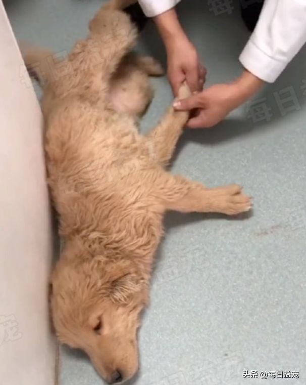 小金毛被弃养,小金毛被扔楼下