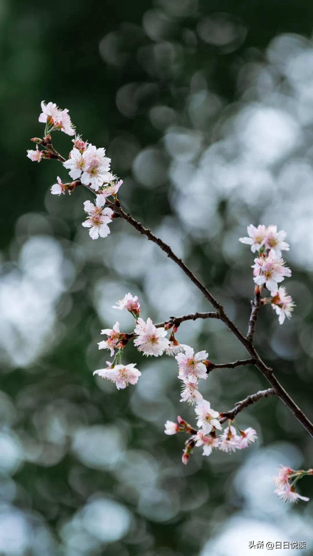 湖北荆州：石首“繁花”上大分↑即将刷爆朋友圈！