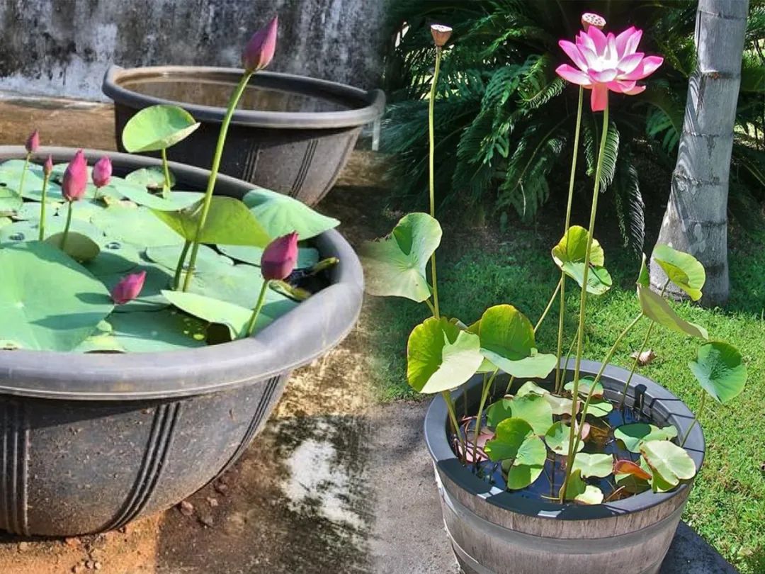 种植碗莲的时节,碗莲种植容器选择方法全过程