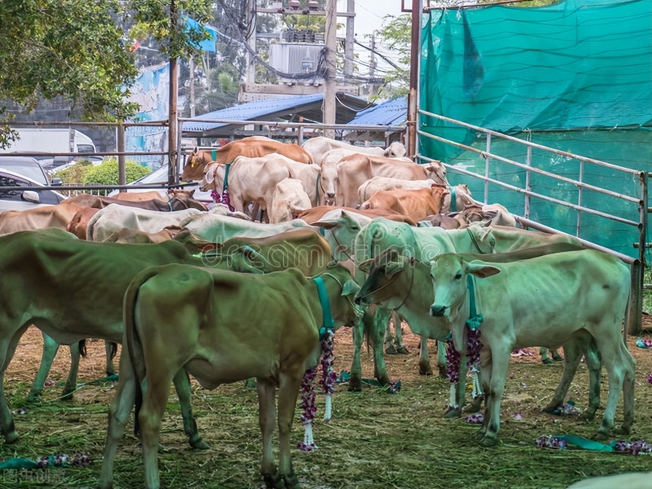 短文介绍了牛的哪些特点,说明文写一写牛的外形特点