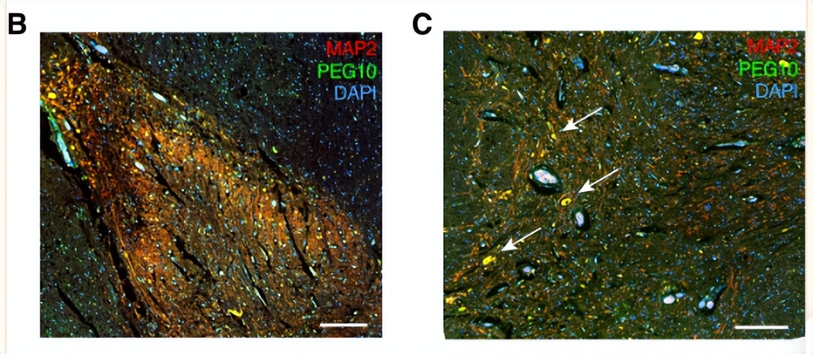 NPF2.8促进因子对拟南芥花粉表面黄酮醇糖苷积累作用的研究