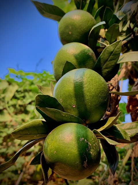 桔子树小说一生的故事,一生的故事桔子树全文免费阅读