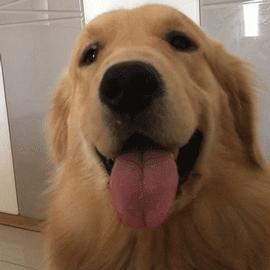 养金毛犬要注意什么事项,决定养狗狗之前需牢记的十条