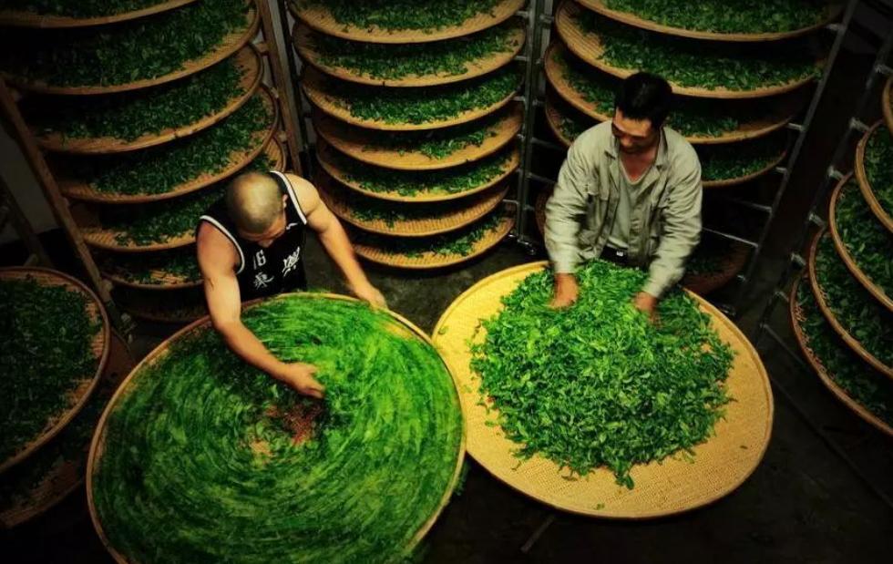 铁观音大红袍单丛茶红茶绿茶,铁观音大红袍红茶的味道区别